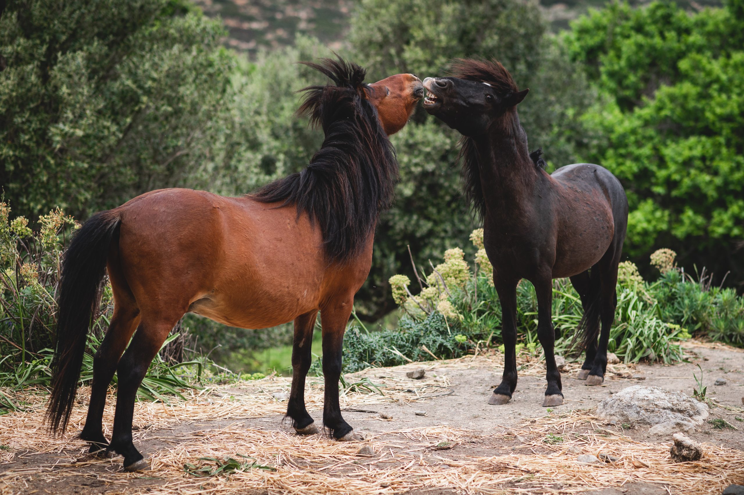 Τα αρχαία και σπάνια αλογάκια της Σκύρου: Υπάρχουν μόνο 300 σε όλο τον κόσμο