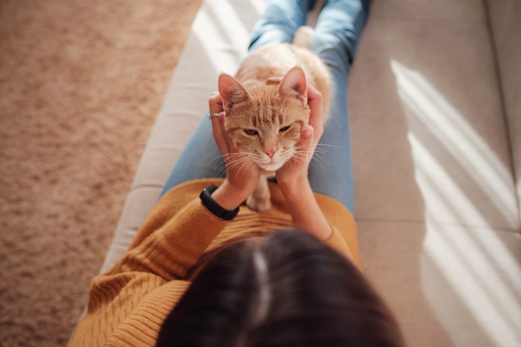 Τρόποι για να εκφράσετε αγάπη στη γάτα σας