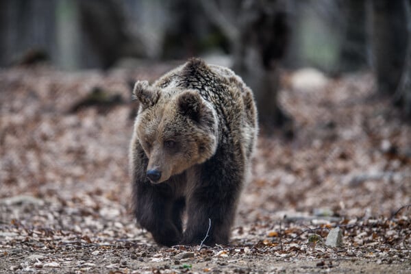 Επιτυχημένη απόπειρα διάσωσης για αρκούδα που τραυματίστηκε από αυτοκίνητο!
