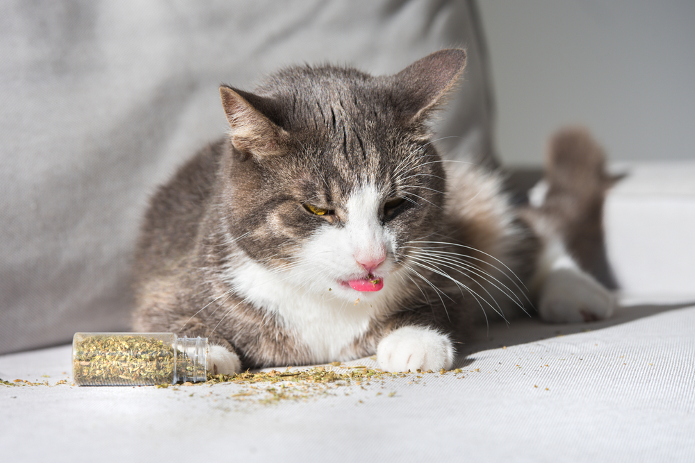 Γάτες και catnip: Ένα φυτό για ατελείωτη διασκέδαση
