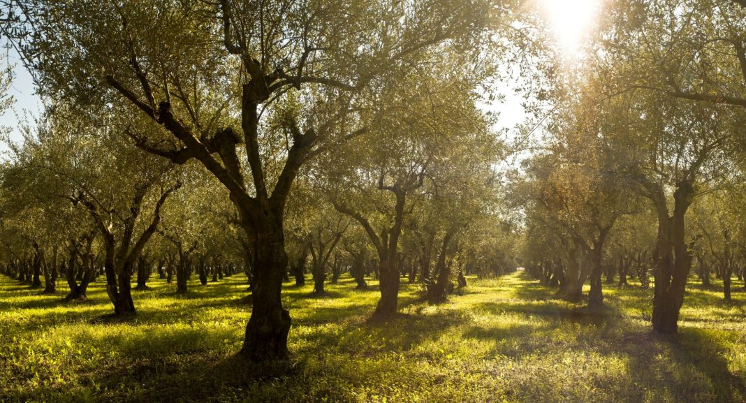 H Costa Navarino συμμετέχει στην προσπάθεια για την εξάλειψη των δασικών πυρκαγιών