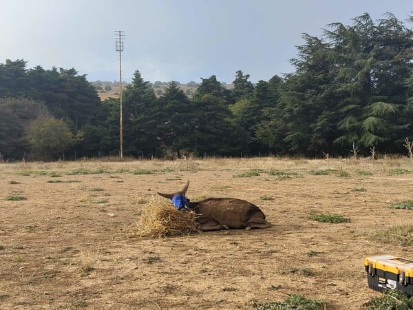 Δύο ελάφια επιστρέφουν στην Πάρνηθα- Νέες ευκαιρίες για την αποκατάσταση τραυματισμένων ζώων
