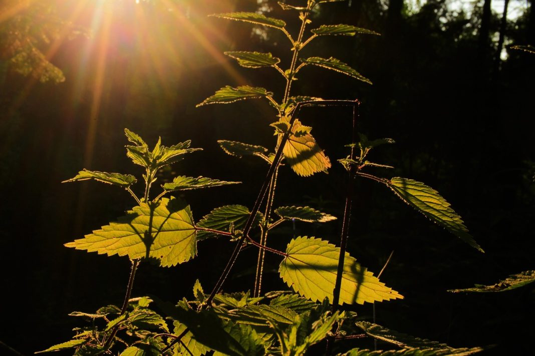 Η τσουκνίδα: Ένα απαραίτητο superfood για την υγεία
