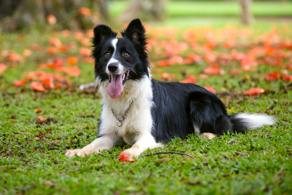 Οι Φανταστικοί Border Collies: Ανακαλύψτε τους!
