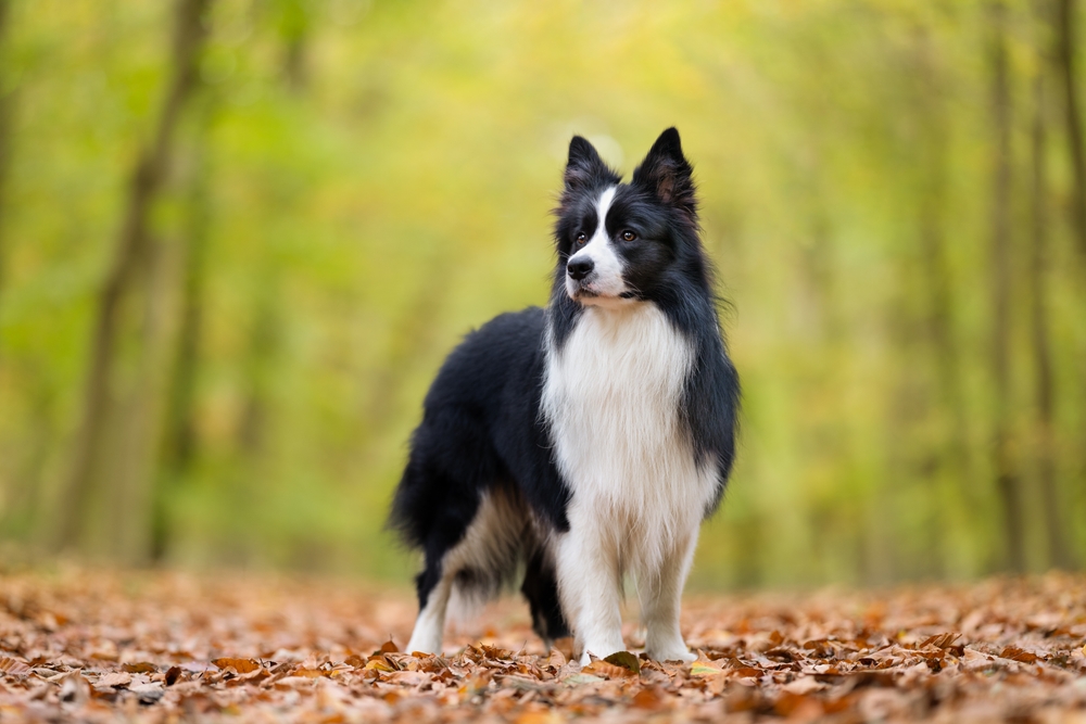 Οι Φανταστικοί Border Collies: Ανακαλύψτε τους!
