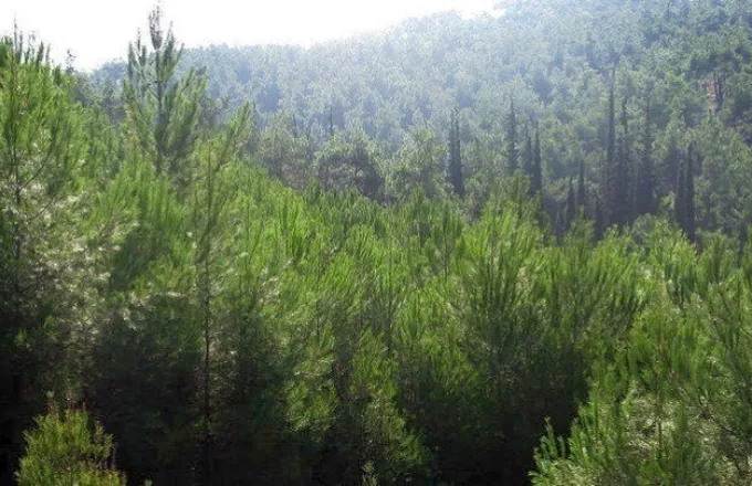 Δημιουργήθηκε στη Θεσσαλονίκη το πρώτο «Εδώδιμο» δάσος 
