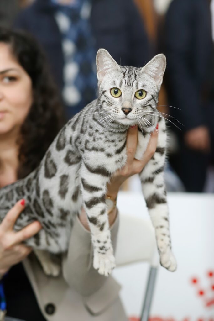 Επιτυχημένη γιορτή γάτας CAT EXPO 2024: Μια γιορτή γεμάτη από γάτες και αγάπη
