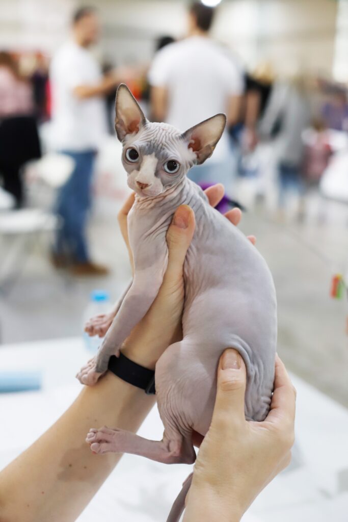 Επιτυχημένη γιορτή γάτας CAT EXPO 2024: Μια γιορτή γεμάτη από γάτες και αγάπη
