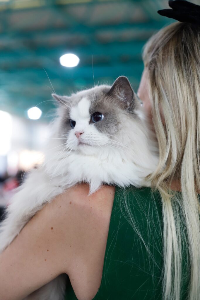 Επιτυχημένη γιορτή γάτας CAT EXPO 2024: Μια γιορτή γεμάτη από γάτες και αγάπη
