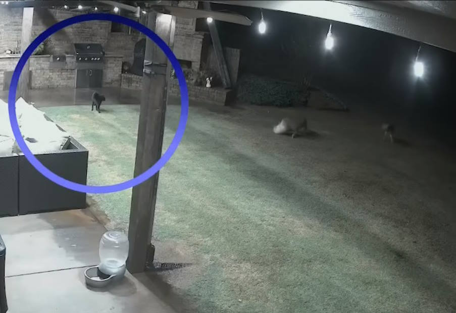 Η Αξιοθαύμαστη Ιστορία της Γάτας που Σώζει τον Αγαπημένο Φίλο της από τον Κίνδυνο 
