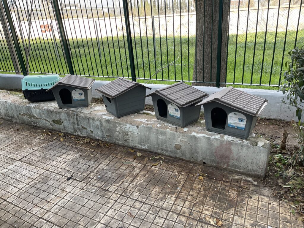Η αλληλεγγύη των μαθητών: Μαζί για την προστασία των αδέσποτων ζώων"
