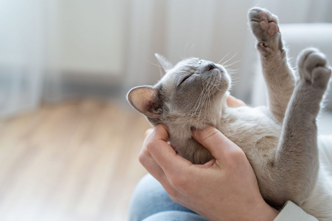 Η Cat Expo 2024: Ένας μοναδικός πανηγυρισμός για τους λάτρεις της γάτας
