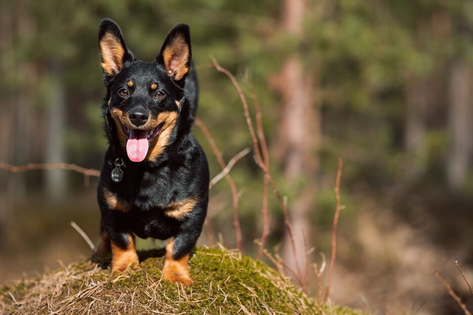 Νέα αναγνώριση για το Lancashire Heeler: Ένας χαρούμενος και εργατικός σύντροφος
