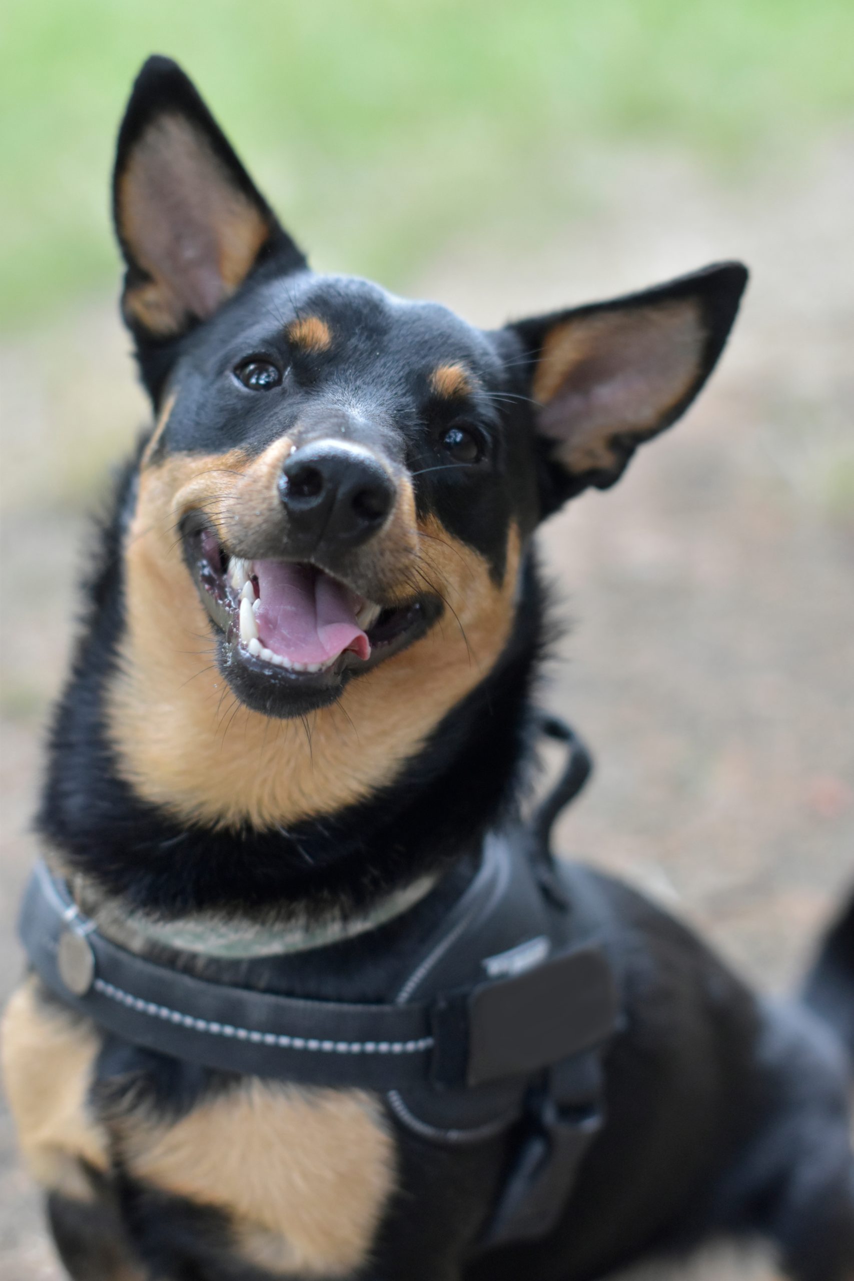 Νέα αναγνώριση για το Lancashire Heeler: Ένας χαρούμενος και εργατικός σύντροφος
