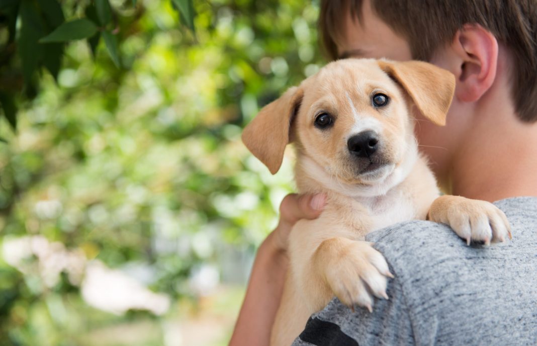 Νέος Άνεμος Υιοθεσίας στην Pet City: Ξεκινώντας τη χρονιά με Αγάπη και Ελπίδα
