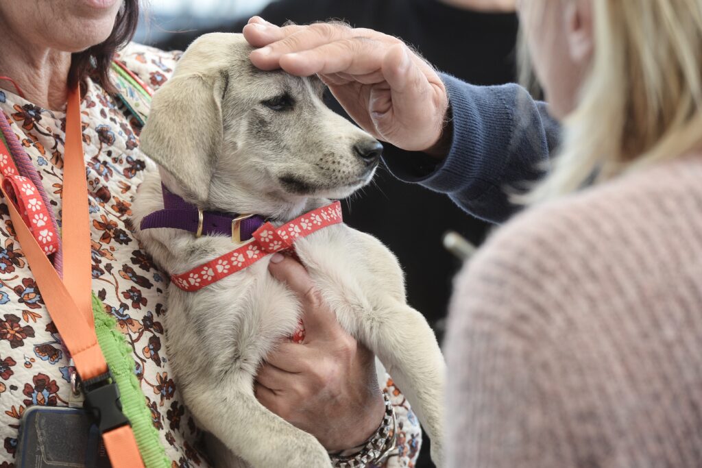 Νέος Άνεμος Υιοθεσίας στην Pet City: Ξεκινώντας τη χρονιά με Αγάπη και Ελπίδα
