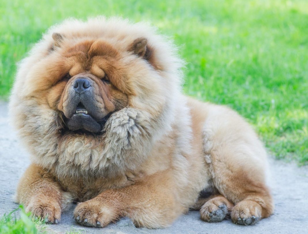 Οι απρόβλεπτες πλευρές των σκύλων Chow Chow: 13 γνωστά και άγνωστα γεγονότα