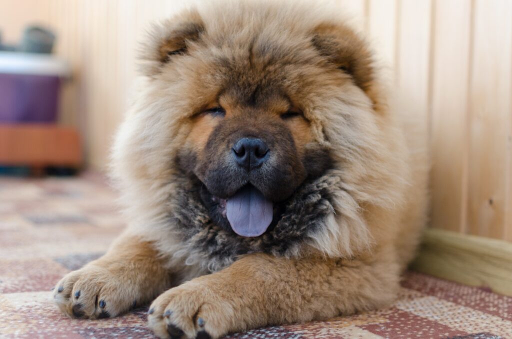 Οι απρόβλεπτες πλευρές των σκύλων Chow Chow: 13 γνωστά και άγνωστα γεγονότα"
