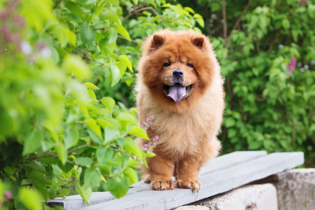 Οι απρόβλεπτες πλευρές των σκύλων Chow Chow: 13 γνωστά και άγνωστα γεγονότα"
