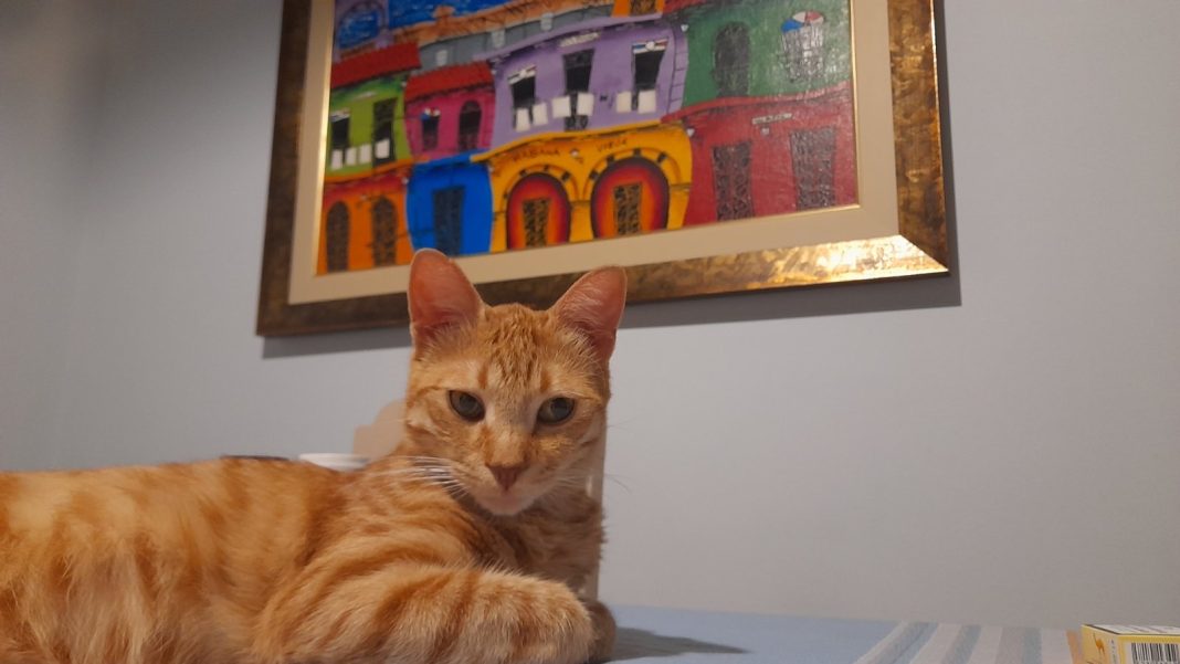 Αγνοείται ο Πάμπλο στην καρδιά του Χαλανδρίου