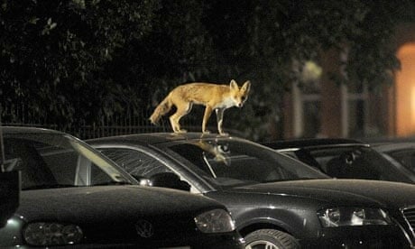 Διαβίωση με τις αλεπούδες: Ένας νέος σύμμαχος στις πόλεις μας" 
