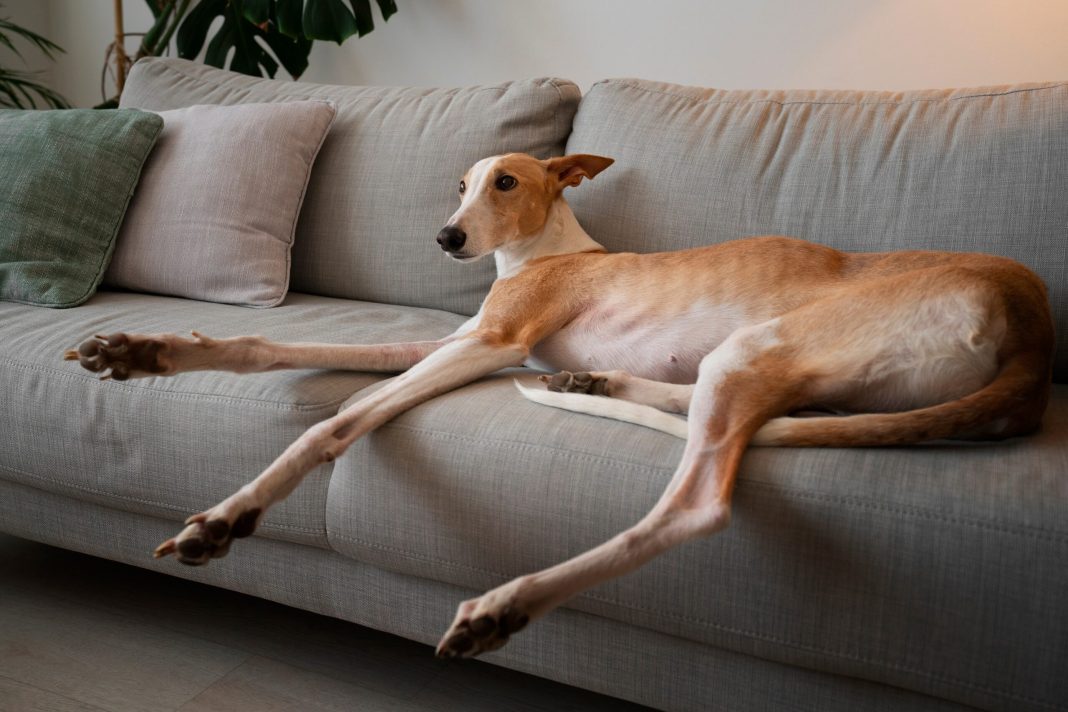 Greyhounds: Οι ευγενικοί και αθλητικοί σκύλοι που πρέπει να ξέρετε