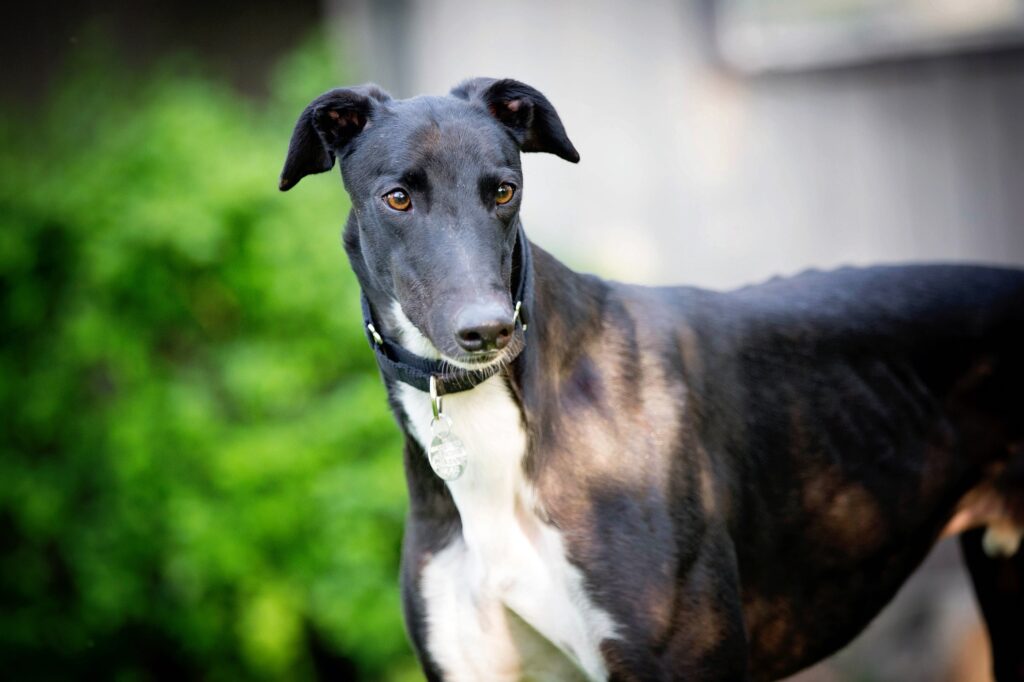 Greyhounds: Οι ευγενικοί και αθλητικοί σκύλοι που πρέπει να ξέρετε"
