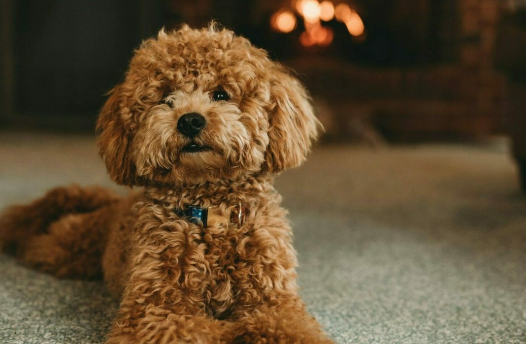 Η γοητεία και η πολυπλοκότητα των Poodles
