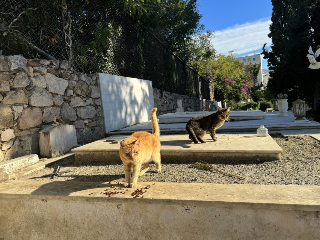 Μια νέα περιπέτεια στο νεκροταφείο: Η ιστορία της θανατικής γάτας
