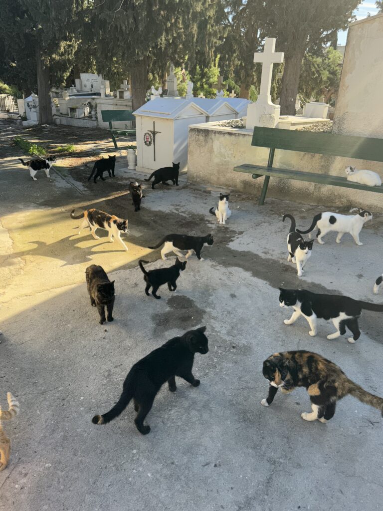 Μια νέα περιπέτεια στο νεκροταφείο: Η ιστορία της θανατικής γάτας
