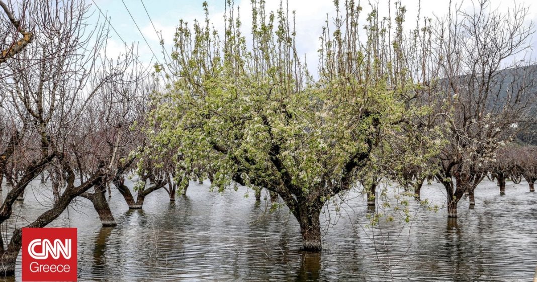 Νέος ζωηρός ρυθμός στα λουλούδια της Κάρλας 
