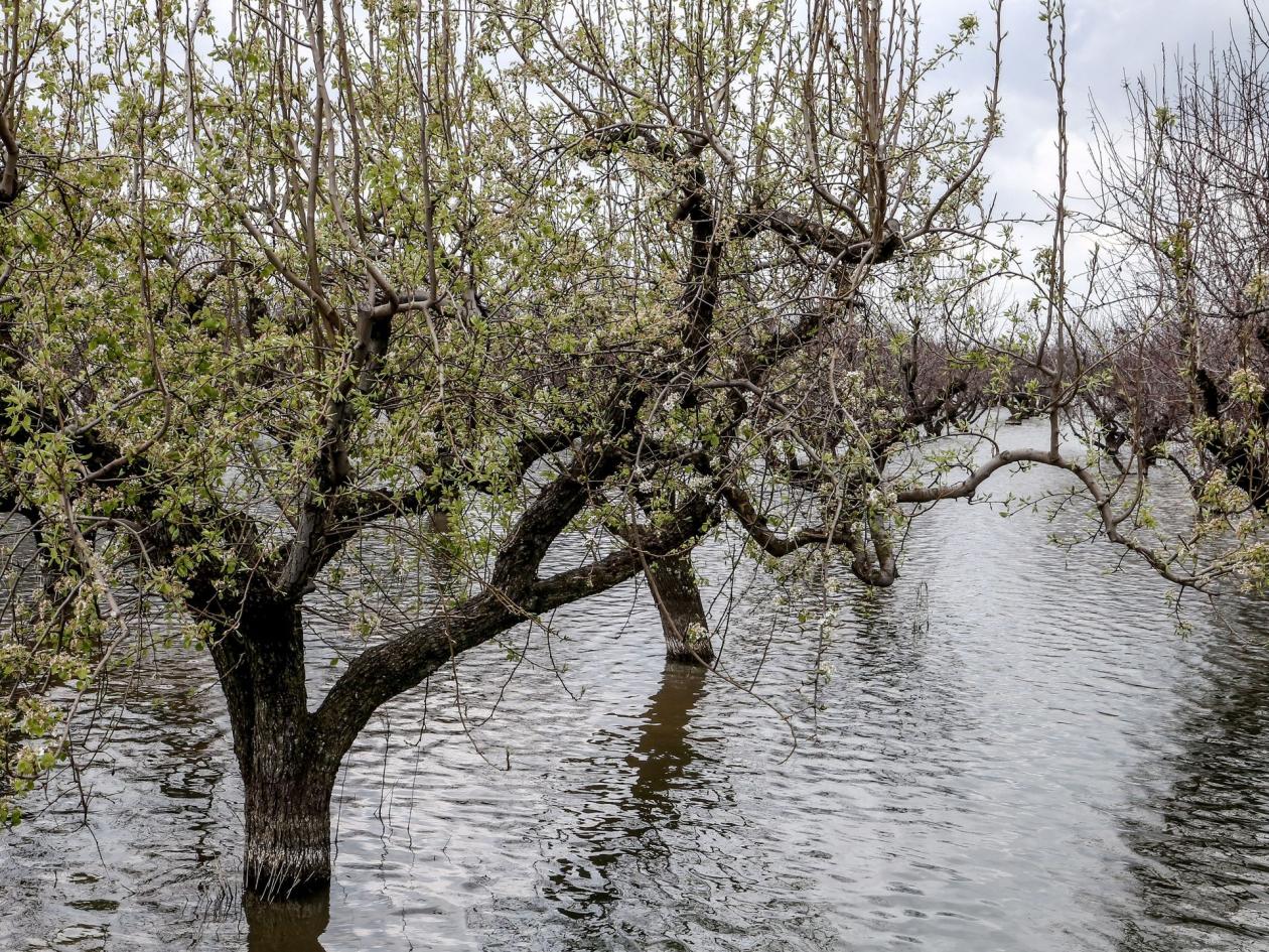 Νέος ζωηρός ρυθμός στα λουλούδια της Κάρλας 

