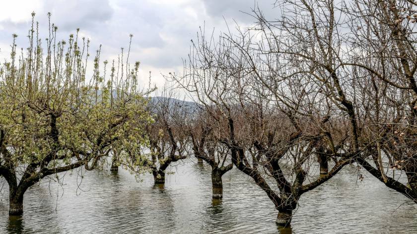 Νέος ζωηρός ρυθμός στα λουλούδια της Κάρλας 
