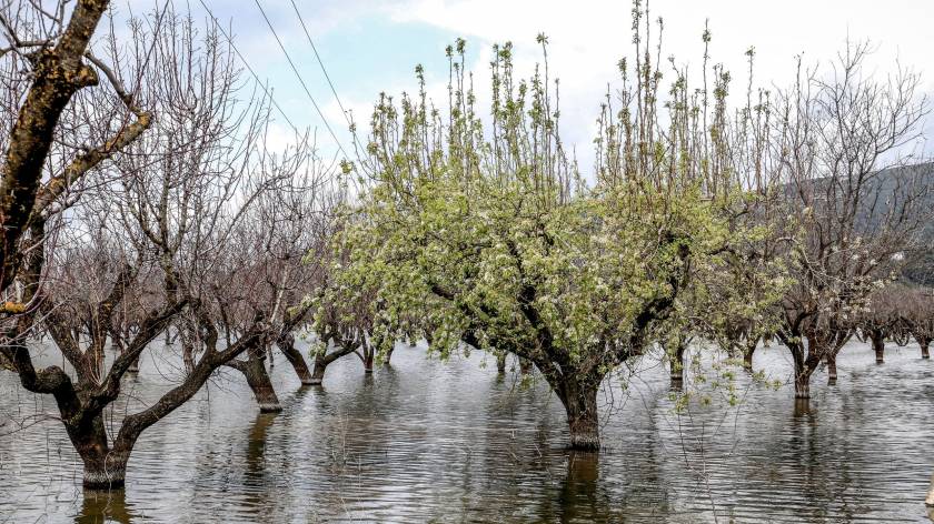 Νέος ζωηρός ρυθμός στα λουλούδια της Κάρλας 
