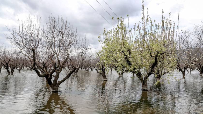 Νέος ζωηρός ρυθμός στα λουλούδια της Κάρλας 
