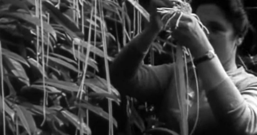 Ο πρωταπριλιάτικος ψεύτικος θεσμός του 1957 που γράφτηκε στα χρονικά
