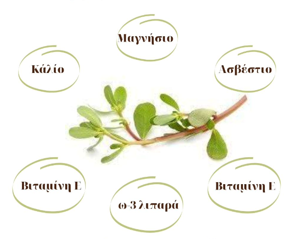 Ο θεραπευτικός ρόλος της γλιστρίδας: Μια πλούσια πηγή θρεπτικών ουσιών για την υγεία μας
