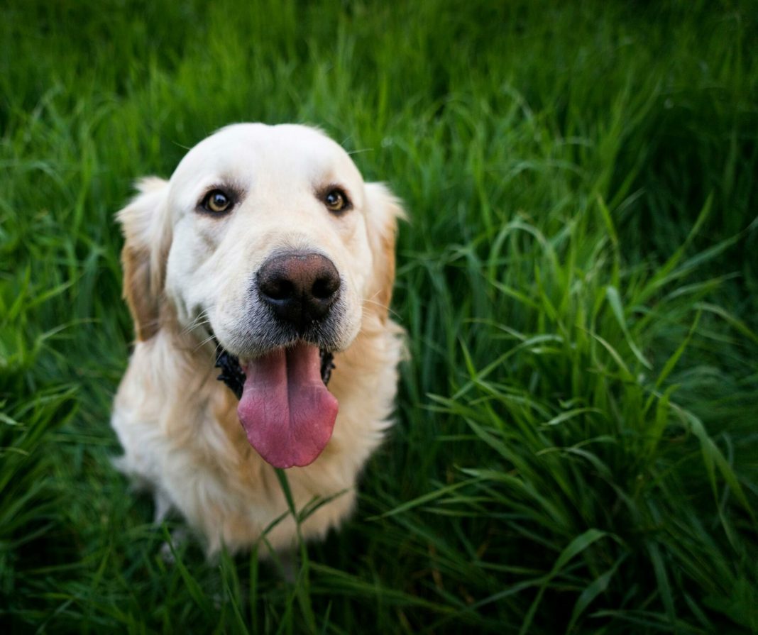 Οδηγός επιβίωσης στην έφηβη φάση του σκύλου σας: Πώς να τον βοηθήσετε όταν είναι ακόμα κουτάβι
