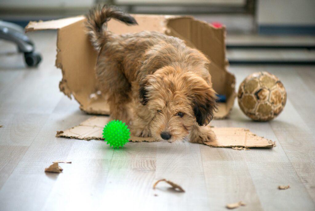 Οδηγός επιβίωσης στην έφηβη φάση του σκύλου σας: Πώς να τον βοηθήσετε όταν είναι ακόμα κουτάβι
