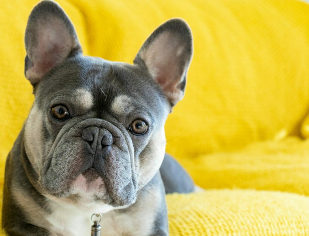 Οι αγαπησιάρικοι French Bulldogs: Πώς έγιναν μία από τις πιο δημοφιλείς ράτσες σκύλων στον κόσμο
