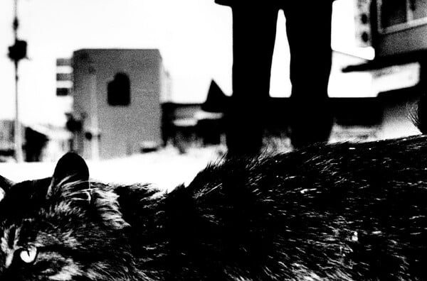 Οι μαγευτικές φωτογραφίες του Daido Moriyama που απεικονίζουν τις αδέσποτες γάτες του Τόκιο
