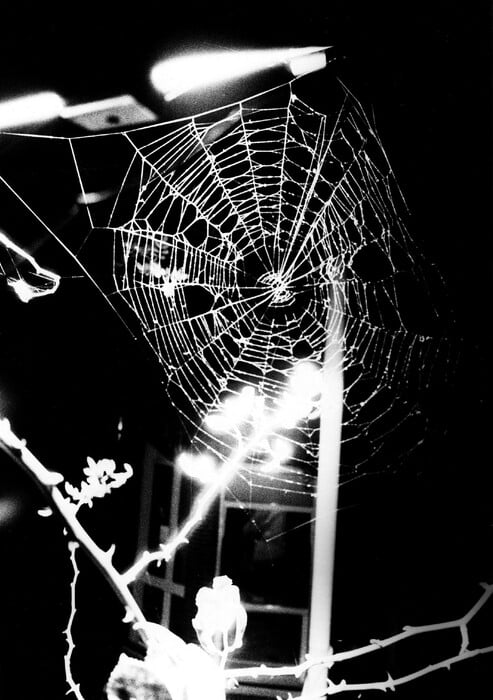 Οι μαγευτικές φωτογραφίες του Daido Moriyama που απεικονίζουν τις αδέσποτες γάτες του Τόκιο
