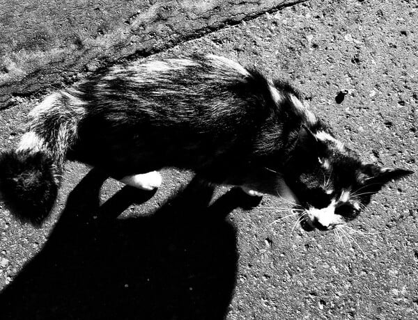Οι μαγευτικές φωτογραφίες του Daido Moriyama που απεικονίζουν τις αδέσποτες γάτες του Τόκιο
