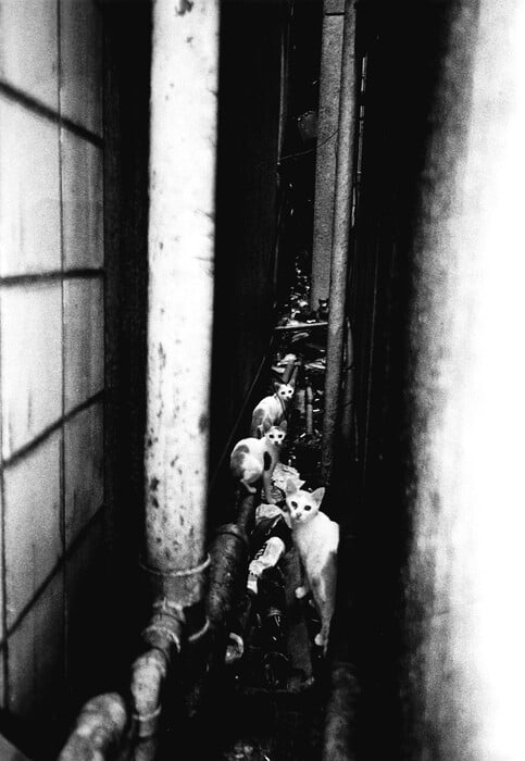 Οι μαγευτικές φωτογραφίες του Daido Moriyama που απεικονίζουν τις αδέσποτες γάτες του Τόκιο
