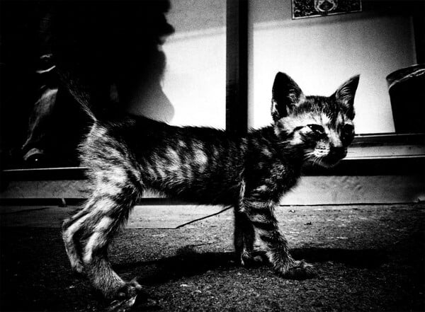 Οι μαγευτικές φωτογραφίες του Daido Moriyama που απεικονίζουν τις αδέσποτες γάτες του Τόκιο
