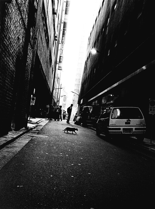 Οι μαγευτικές φωτογραφίες του Daido Moriyama που απεικονίζουν τις αδέσποτες γάτες του Τόκιο
