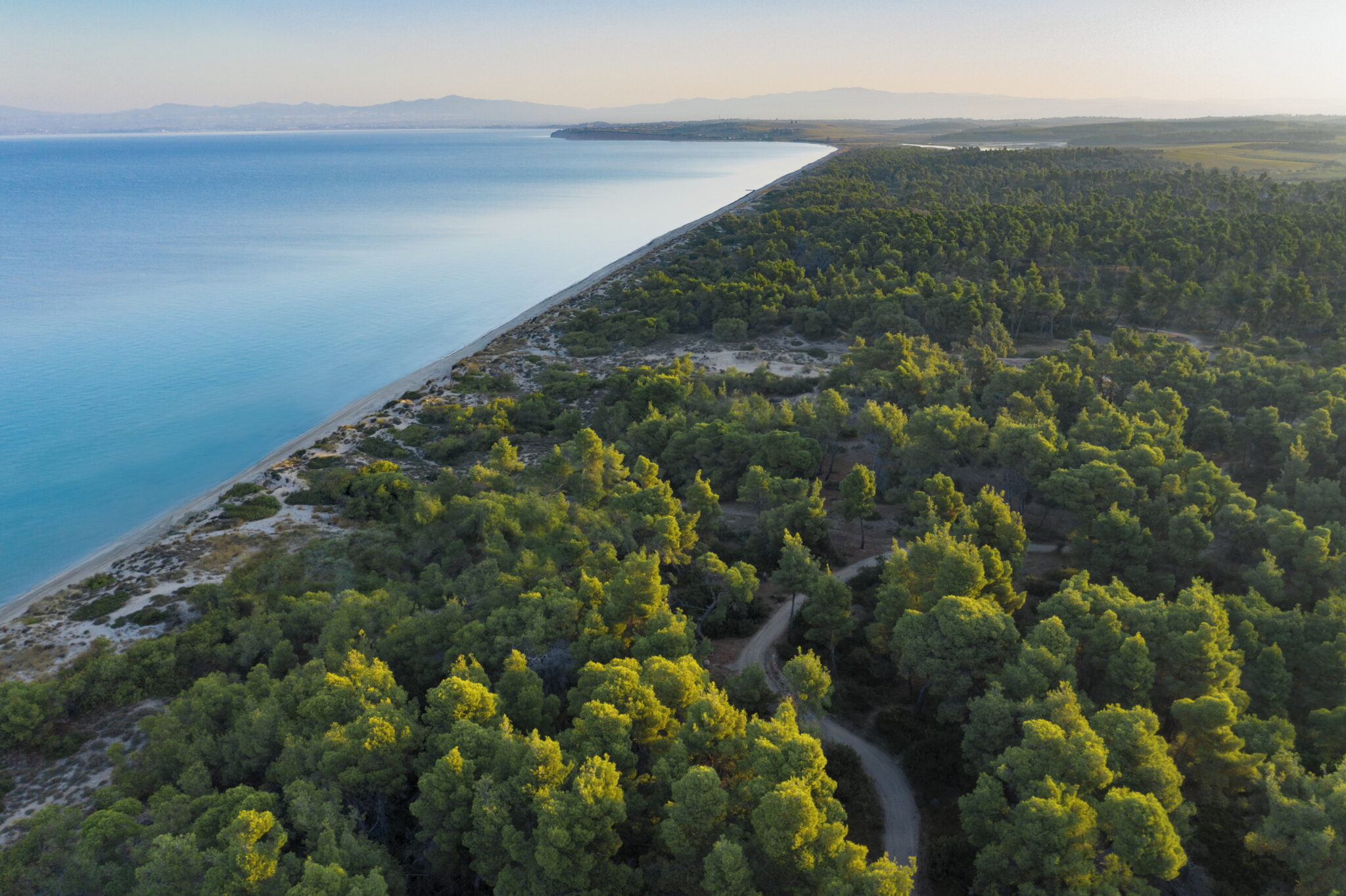Οικολογική Συνεργασία για την Προστασία του Δάσους στην Σάνη: Το Βήμα Του Sani Resort
