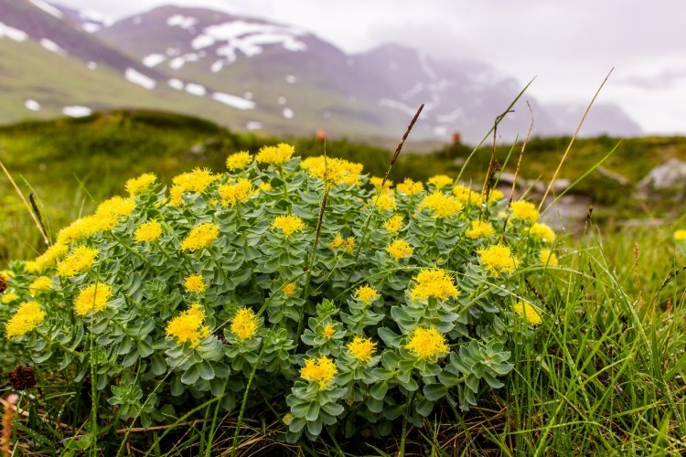 Rhodiola: Το φυτό που θρέφει την ψυχή και αντιμετωπίζει το άγχος