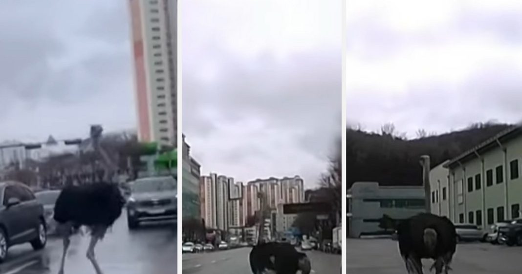 Απόδραση στρουθοκάμηλου από ζωολογικό κήπο στη Νότια Κορέα: Έκανε τρέξιμο στους δρόμους γεμάτη αυτοκίνητα