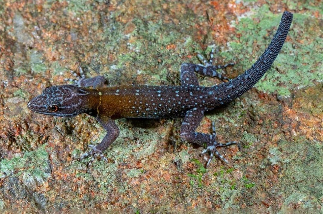 Αποκαλύφθηκε νέα ποικιλία σαύρας gecko και πήρε έμπνευση από τον Van Gogh
